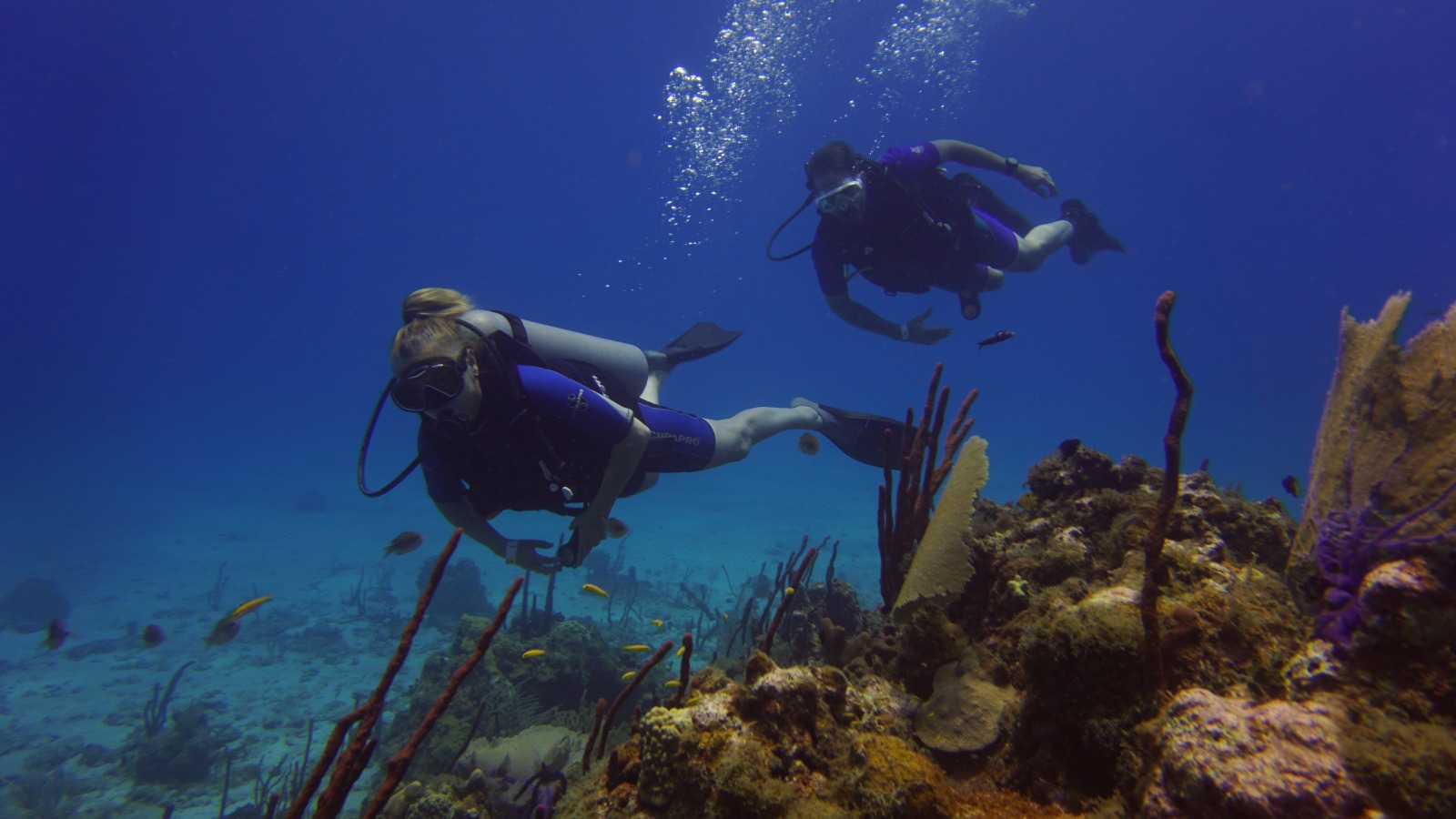 Buceadores nadando sobre el arrecife de coral