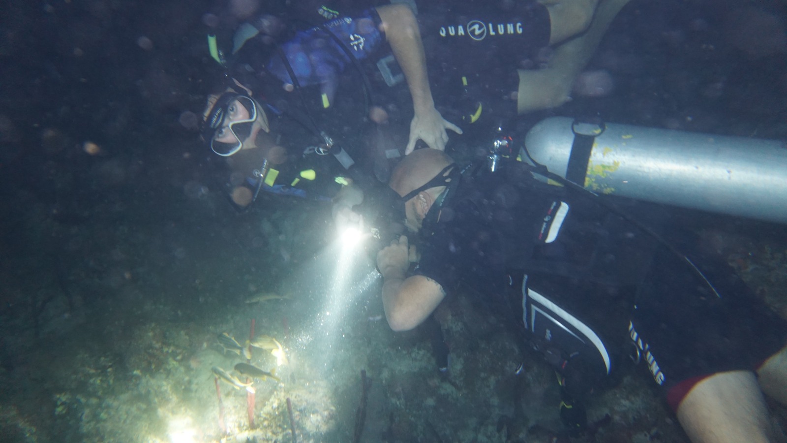 Buceo nocturno con linterna en Punta Cana