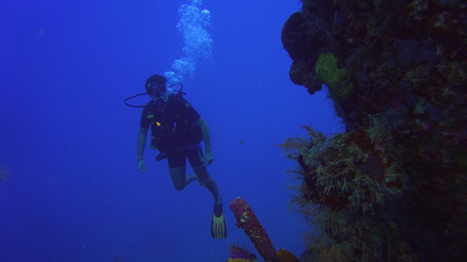 Buzo solitario nadando junto al coral