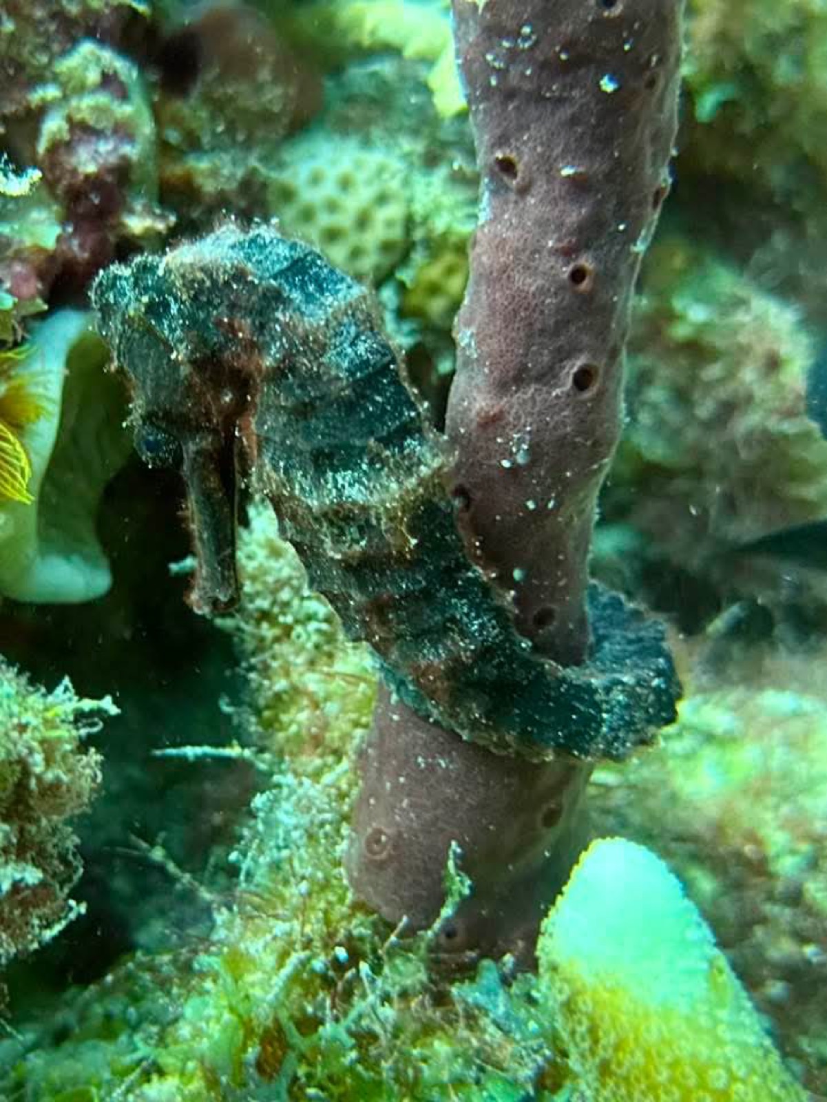 Caballito de mar en una esponja tubo