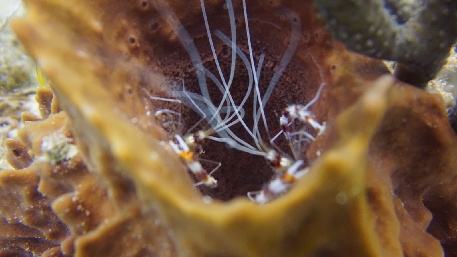 Camarones limpiadores en una esponja barril