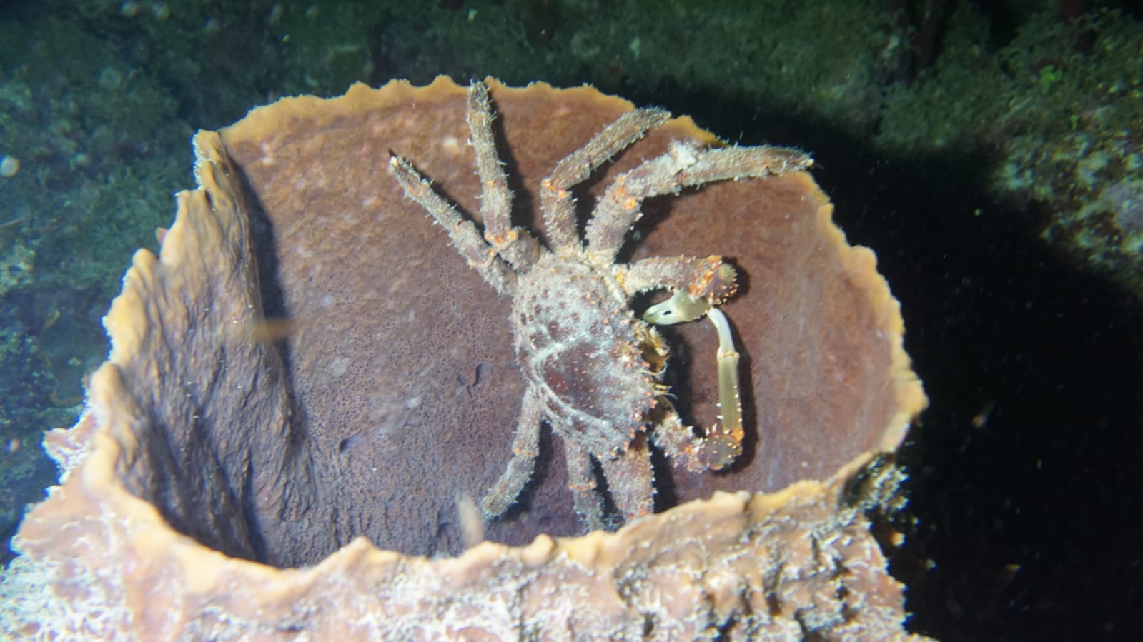 Cangrejo araña en una esponja barril
