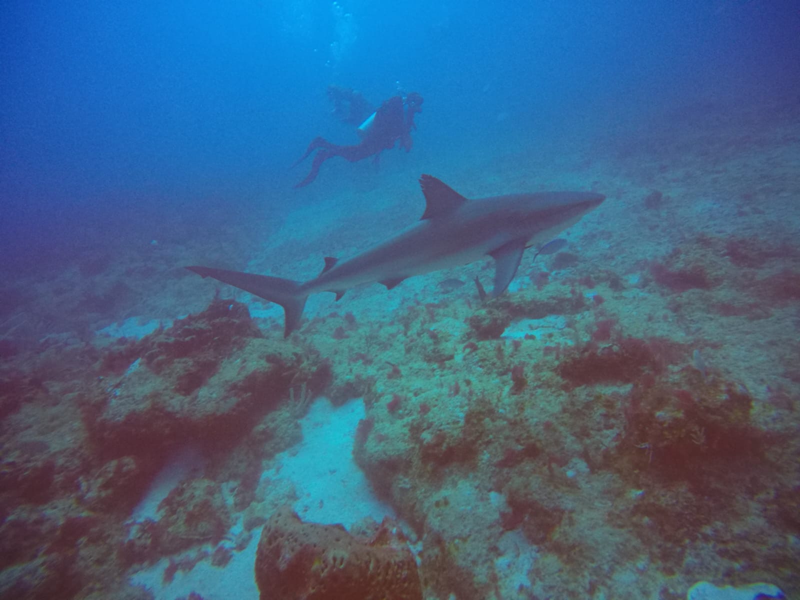 Tiburón nadando junto a un buzo en Punta Cana