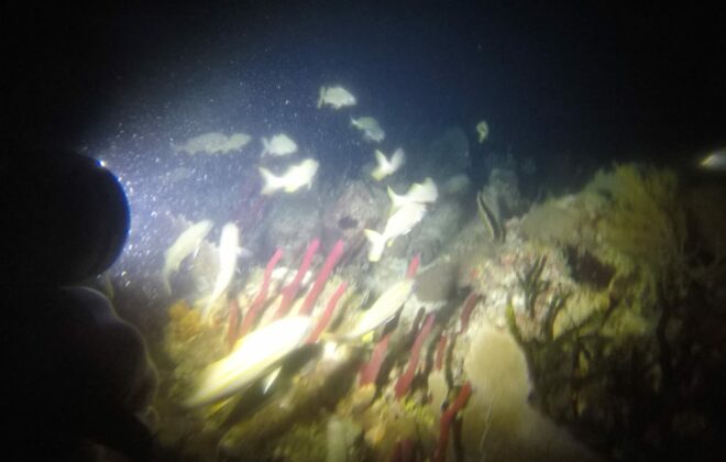 Night Diving Dominican Republic