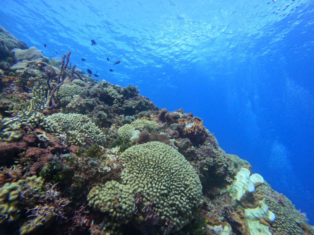Scuba Diving Isla Saona 2025: Shipwreck, SSI Courses & Tours