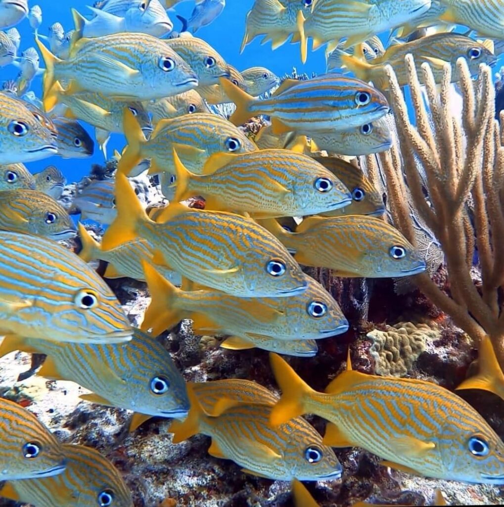 Snorkeling punta cana 