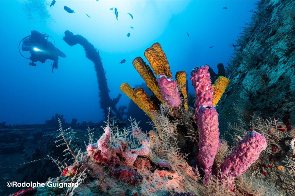 Underwater Photography in Punta Cana: Why a Private Charter is Essential for the Perfect Shot